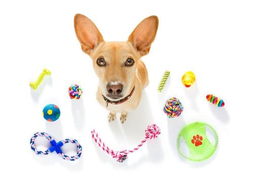 Un adorabile cane con orecchie all'erta e occhi attenti guarda verso l'obiettivo della telecamera. Sono circondati da giocattoli su uno sfondo bianco. 