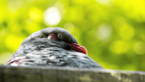 un piccione kereru ubriaco