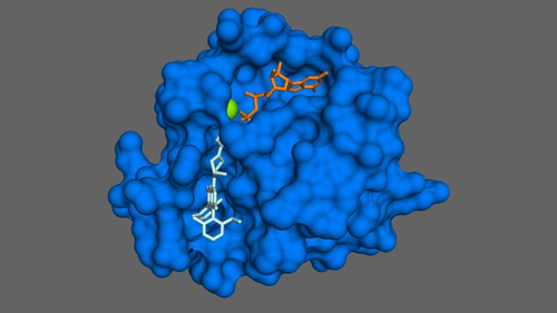 Modello superficiale della proteina oncogenica mutante KRASG12C (blu) con difosfato di guanosina (arancione) e l'inibitore covalente mirato sotorasib (AMG 510, acqua) legato. Un ione di magnesio (verde) è visibile verso l'alto a sinistra, parzialmente oscurato dalla superficie della proteina.