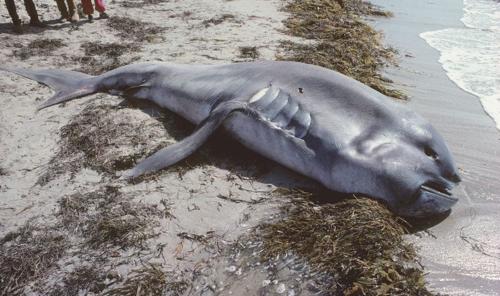 Enorme corpo morto di uno squalo bocca gigante su una spiaggia con alghe e sabbia