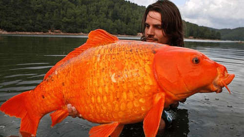 Enorme pesce rosso arancione brillante tra le braccia di un uomo dai capelli castani in piedi in un lago.