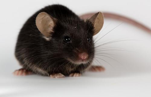 foto ravvicinata di un topo piccolo dal pelo nero