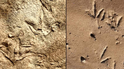 Tracce fossili misteriose svelano l’evoluzione degli uccelli