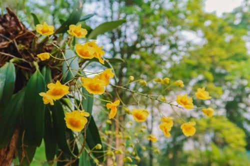 Un'orchidea gialla selvatica simile all'orchidea dell'erba dorata, nota anche come Fiore di Dio.