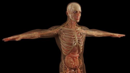 organi corpo umano