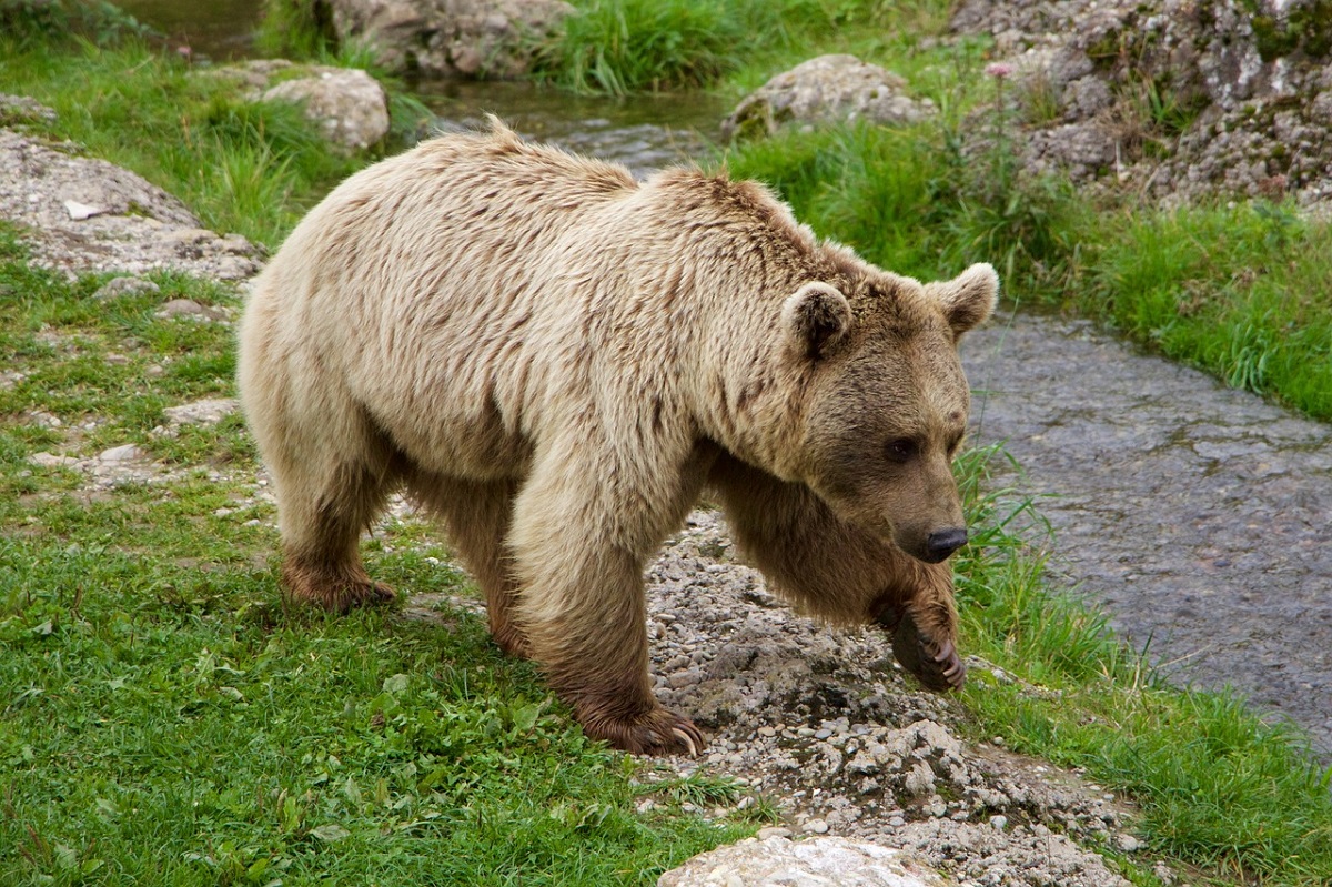 Siberia: orsi mezzi addormentati vagano storditi perché fa troppo caldo per andare in letargo
