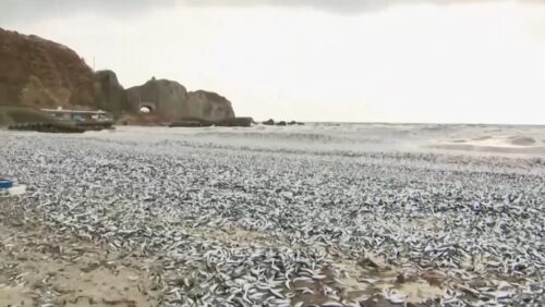 La comparsa di 1.200 tonnellate di pesci morti sulle coste giapponesi sconcerta le autorità