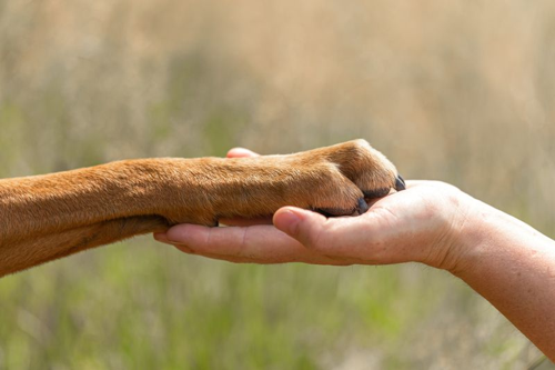 I cani domestici senza persone: un futuro possibile?