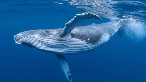 Ricercatori del SETI collaborano con balene per comunicare con alieni