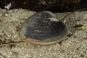 Fotografia di un Ocean Quahog (Arctica islandica)