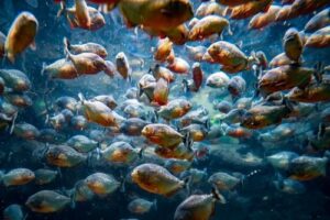 Uno sciame di piranha sott'acqua