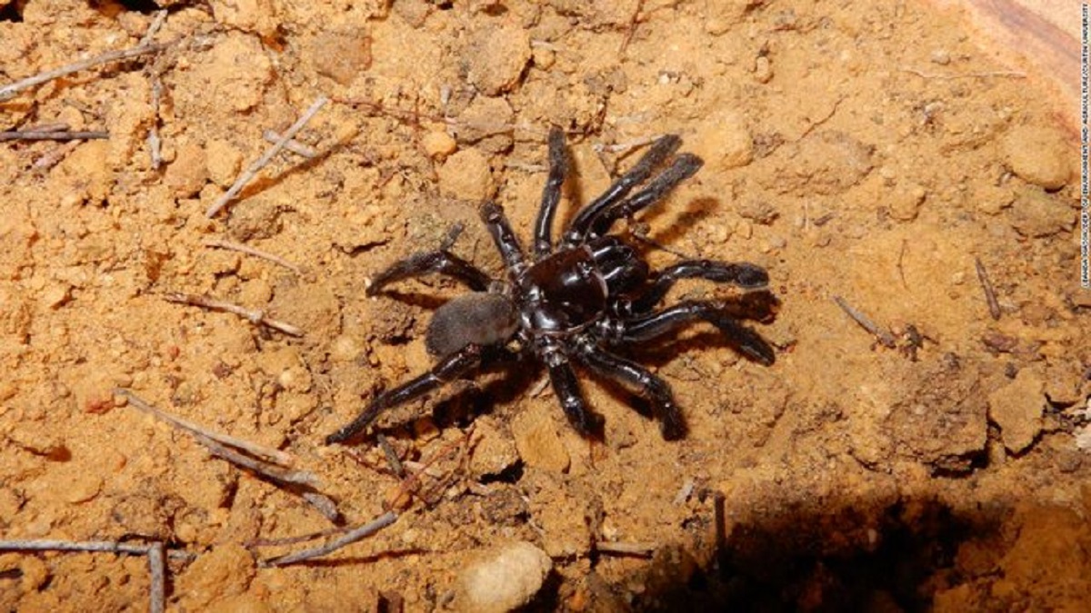 Trovato in Portogallo il ragno botola del tip tap, specie scomparsa dal 1931