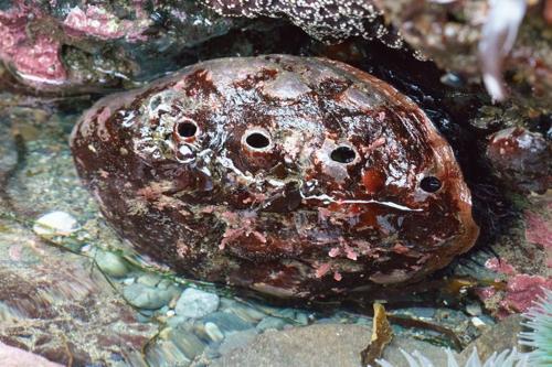 Abalone rosso (gigante lumaca di mare) in una pozza di marea