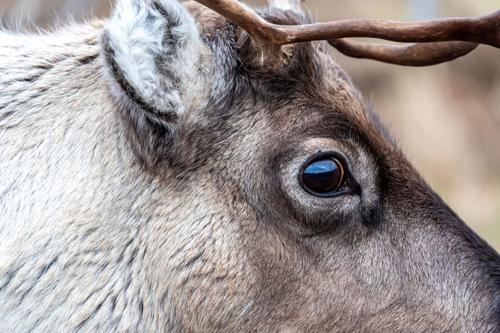 Il mistero degli occhi delle renne: un adattamento per la visione notturna?