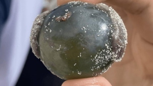 alga occhio di marinaio, Valonia ventricosa