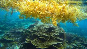 Una foto subacquea di alcune alghe marine di Sargassum che galleggiano in superficie sopra un fondale marino ricoperto di coralli. Le alghe marine sono di colore giallo dorato.