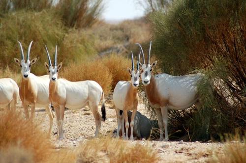 Un gruppo di quattro orici cornuti scimitarra si trovano nel deserto guardando direttamente verso la telecamera. I loro corpi sono bianchi con petti rossastri.