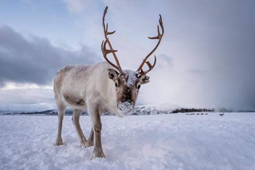 Ritratto di una renna con enormi corna che traina una slitta nella neve, regione di Tromso, Norvegia settentrionale