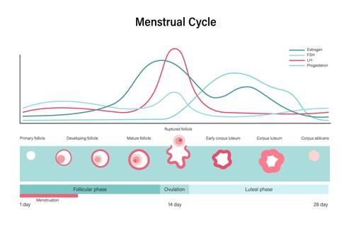 Diagramma del ciclo mestruale
