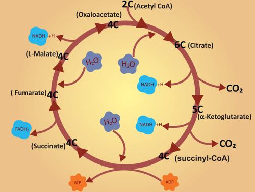 Diagramma del ciclo di Krebs