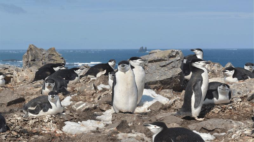 Diversi pinguini chinstrap su uno sfondo roccioso, alcuni sdraiati e altri in piedi. Due al centro hanno gli occhi chiusi.