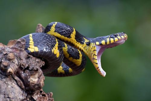 serpente giallo e nero con la bocca spalancata avvolto su un ramo su uno sfondo verde