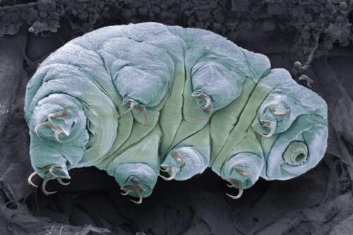 I tardigradi maschi possono trovare una compagna annusandola