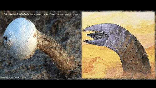 Tulostoma shaihuludii accanto al disegno del verme di sabbia Shai-Hulud di Dune