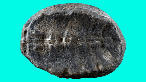 piccolo fossile di tartaruga