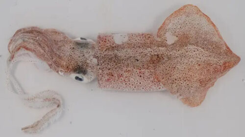Scoperta somiglianza tra il cervello del calamaro e quello degli esseri umani