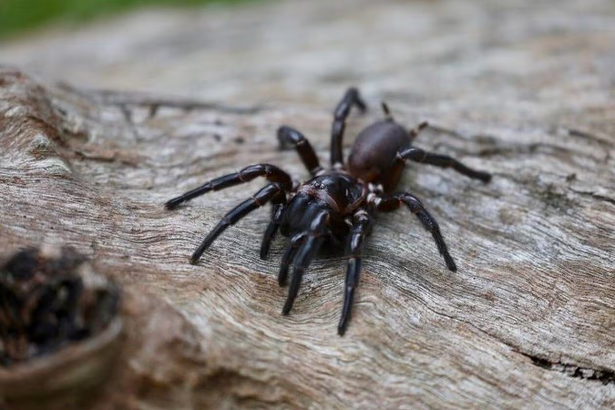 Australia: trovato il più grande esemplare maschio del ragno più letale al mondo