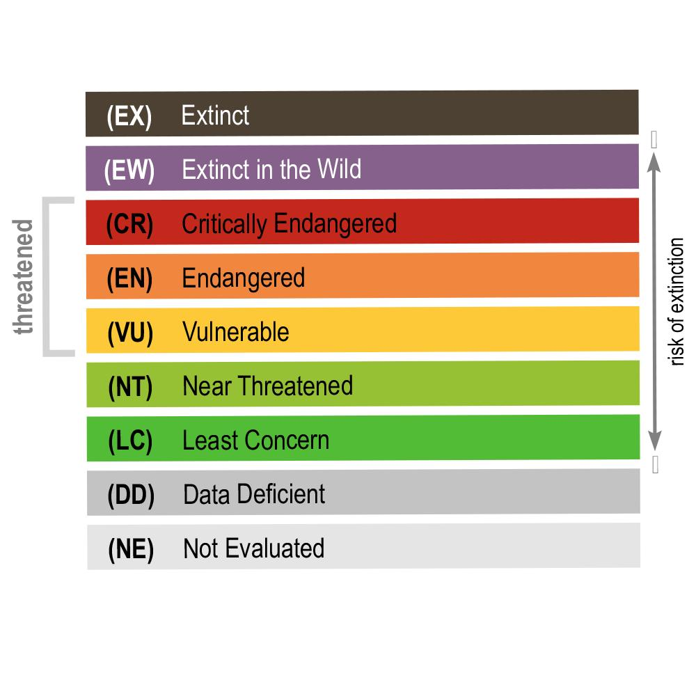 Nove categorie per il rischio di estinzione su una scala scorrevole tutte etichettate con colori diversi.
