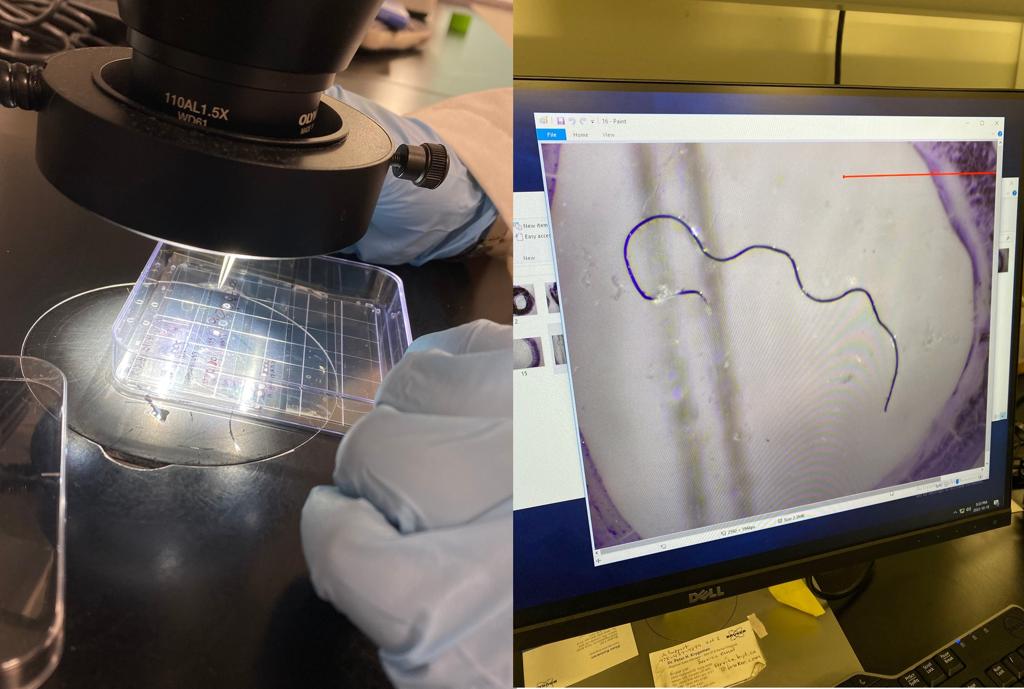 I ricercatori hanno studiato 16 alimenti a base di carne e simili alla carne, alla ricerca di inquinamento da microplastiche.