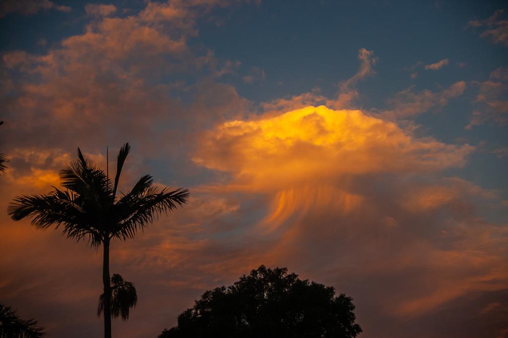 Una nuvola virga che si forma al tramonto accanto a una palma
