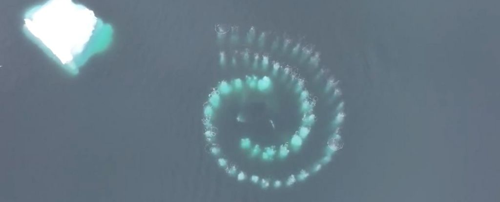 L’incredibile spirale “Fibonacci” creata dalle balene nell’oceano. Il video