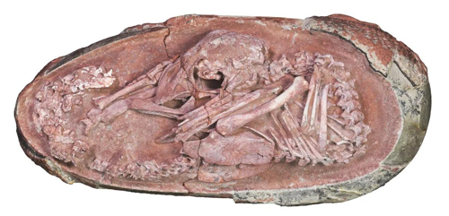 L'esemplare di 66-72 milioni di anni fa è uno degli embrioni di dinosauro più completi mai trovati.