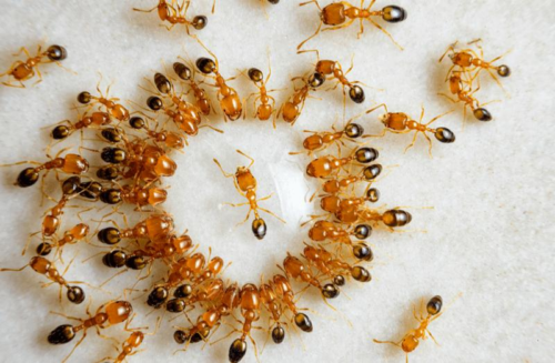 Il video virale delle formiche che marciavano in una ‘spirale della morte’ è falso