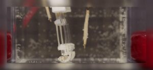 Un robot bioibrido a due gambe che cammina in un serbatoio d'acqua, sviluppato da scienziati giapponesi presso l'Università del Giappone