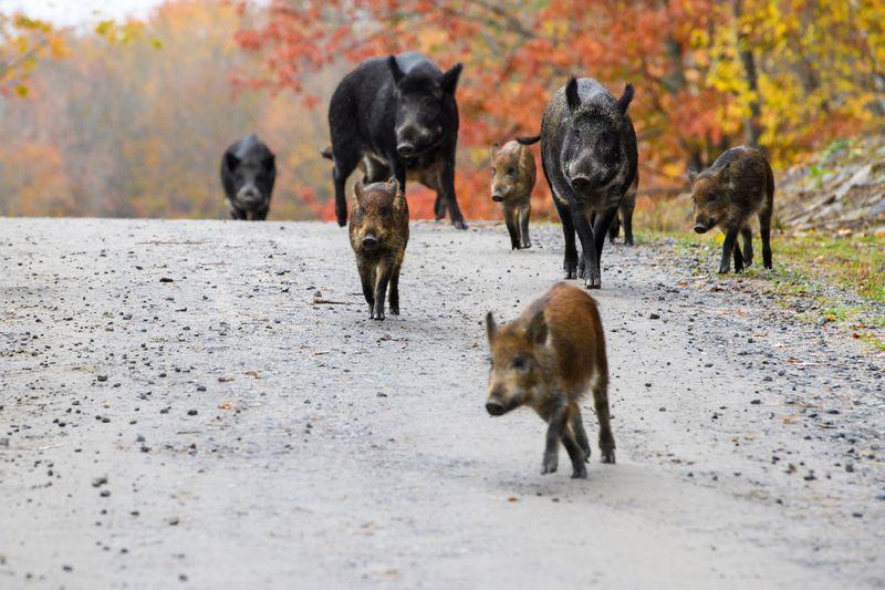 Famiglia di cinghiali selvatici che cammina lungo una strada in Canada