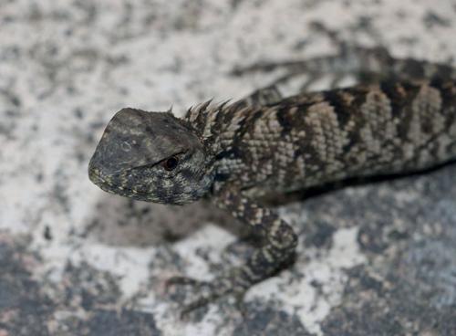 Una nuova specie di iguana scoperta in Asia