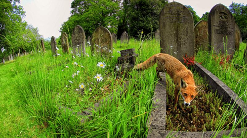 una volpe in un cimitero accanto a una lapide