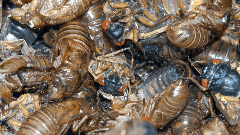 cicadas-2024-m-1.png