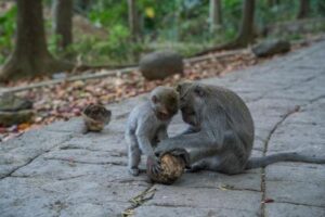 Un giovane macaco e un adulto giocano con un oggetto su un sentiero di pietra.
