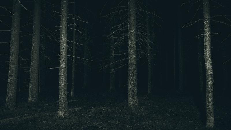 Una foresta oscura di notte.