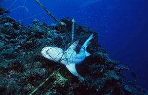 Squalo morto catturato in una rete da pesca