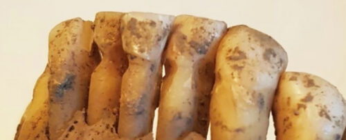 Lo studio dei denti vichinghi ha portato a scoperte eccezionali