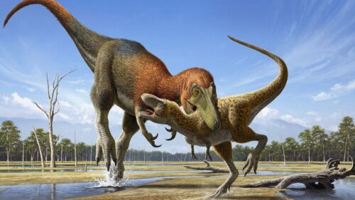 Il nanotirannosauro è ufficialmente una nuova specie di tirannosauro nano
