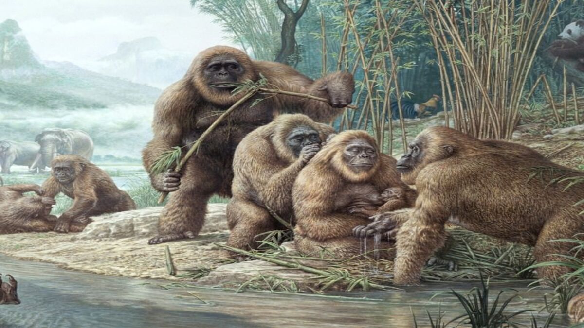 Risolto il mistero della scomparsa del primate più grande di sempre