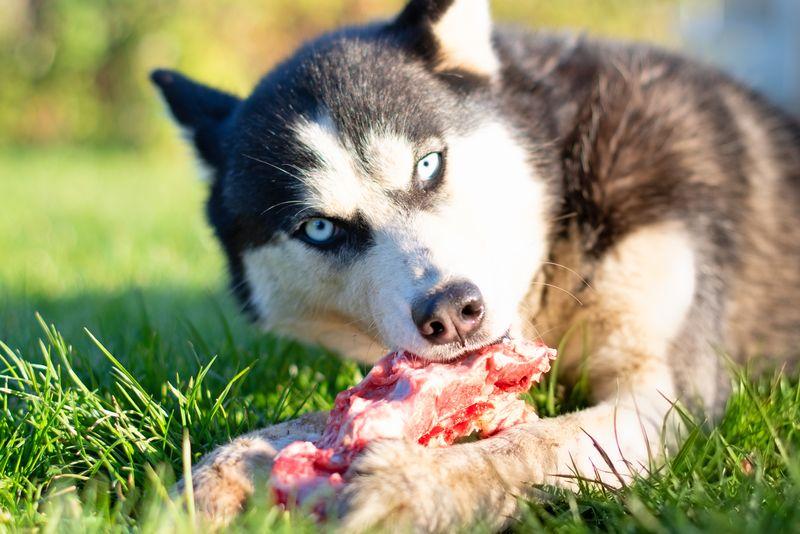Cane Husky che mangia un osso in un prato. Primo piano
