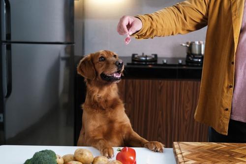 L’alimentazione a base di carne cruda per cani: un pericolo per la salute?